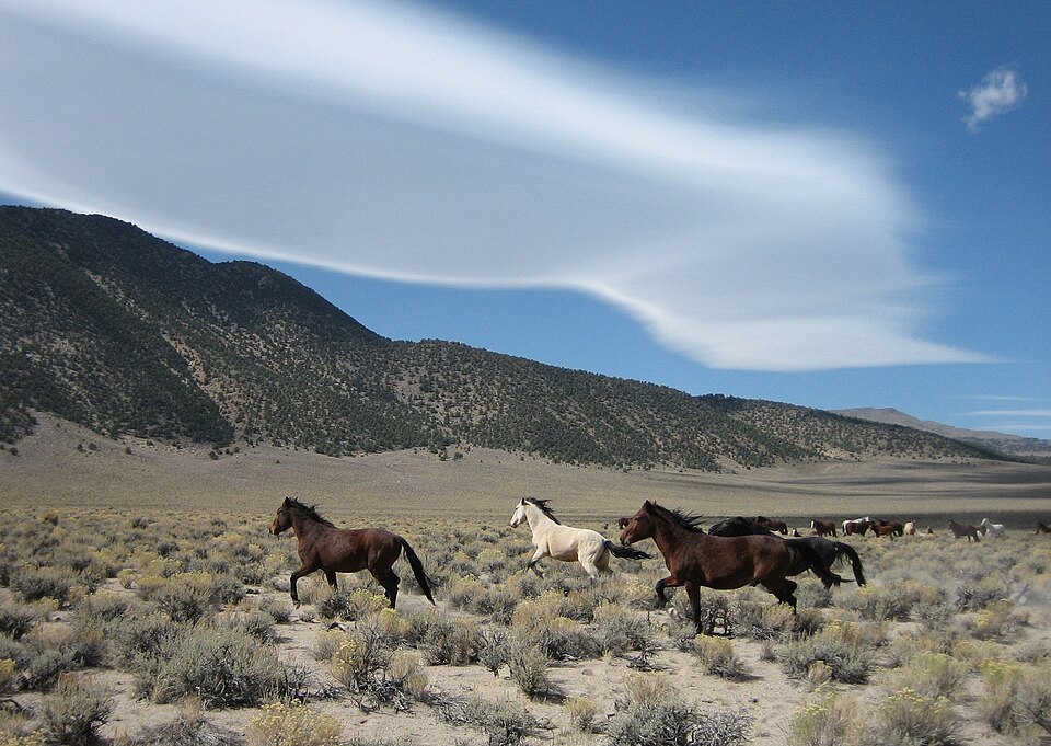 Fate of wild horses left unclear as Indigenous tribe files complaint against their removal